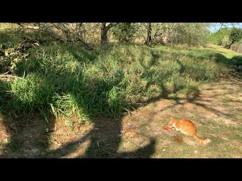 Brownsville, TX:  Woods, forests, and montes