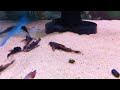Erethistoides infuscatus Erethistoides infuscatus