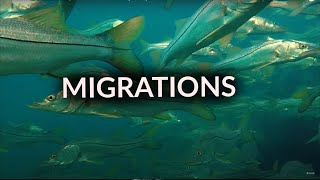 Migrations Part 2: Snook