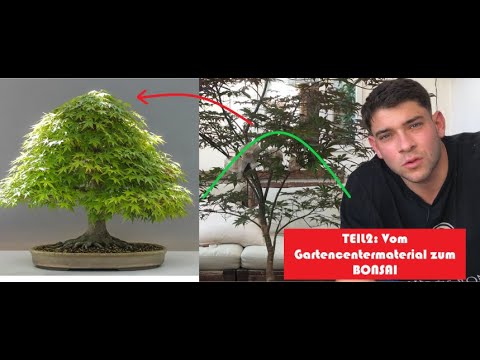 From Bush to BONSAI: Japanischer Ahorn Teil 2. Abmoosen und Krone bilden. Bonsai selber machen