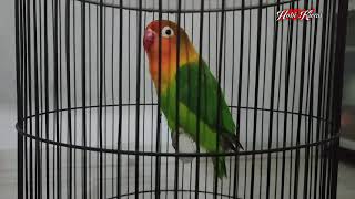 Download lagu Burung Lovebird Ful Kapas Tembak bagus buat pancingan atau masteran murai Kacer cucak ijo dll mp3