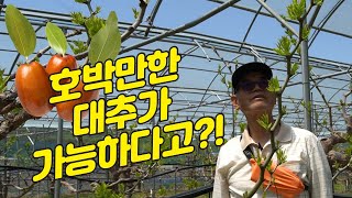 [대추 이야기] 목상균 Chapter2 호박만한 대추가 가능하다고?! 대추왕이 알려주는 노린재, 잎혹파리 박…