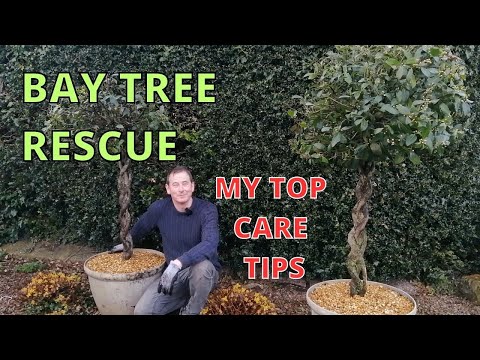 , title : 'Bay Tree Care | Bay Tree Rescue | Laurus Nobilis'