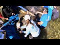 Blue Spring State Park Manatee Release