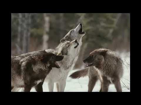 A Werewolf In Southend