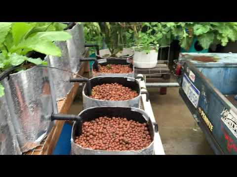Hydroponic garden update 29/5/2020