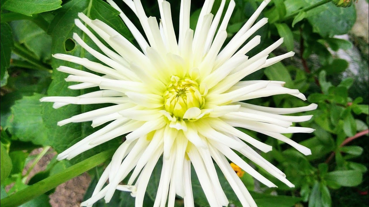 Георгины. Георгин White Star. Dahlias. Dahlia. Dahlien. Dahlie White Star.