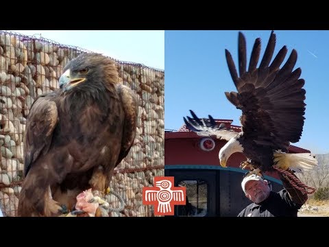 LIVE- Golden Eagle and Bald Eagle 9/21/18