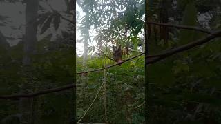 Download lagu Bird attractor using owls is proven to be very effective mp3