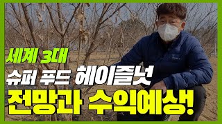 헤이즐넛(개암나무) 식재시 전망과 수익예상!! (개암나무 전문가에게 배워보겠습니다)