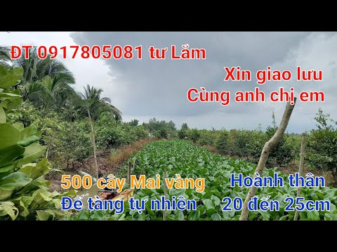 Giao lưu bán tại vườn cùng anh chị em 500 cây Mai vàng tàng đế tự nhiên ạ ĐT 0917805081 tư Lắm