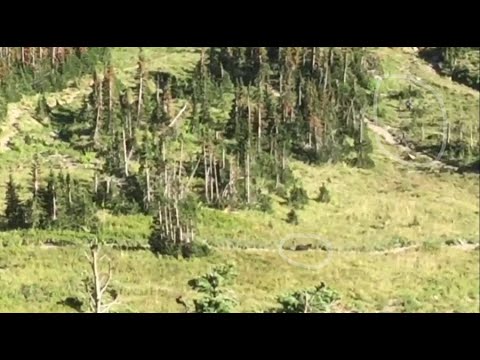 Video: Hikers run from a grizzly bear in Glacier National Park