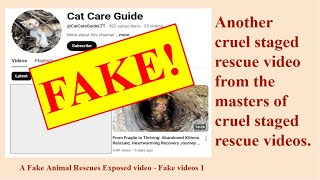 Kittens rescue - a cruel fake by the Cat Care Guide channel
