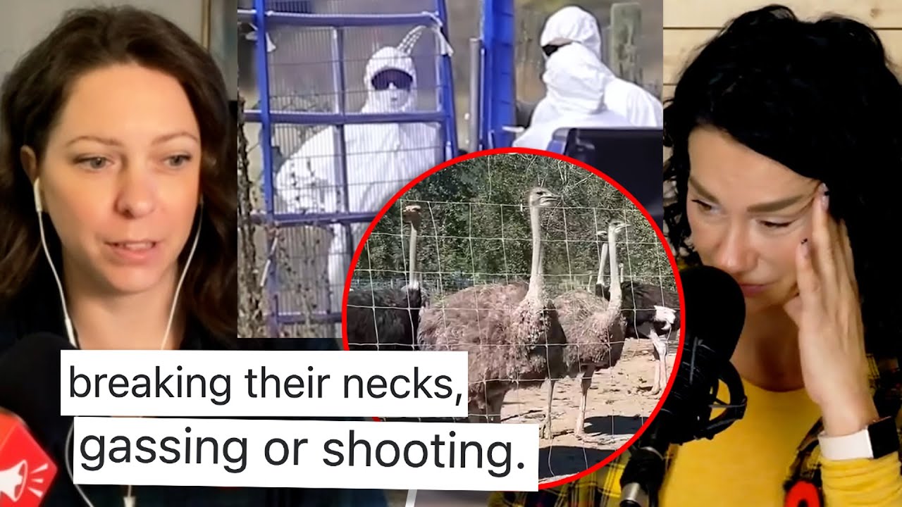 Gruesome cull manual shows feds' preferred methods after ostriches gunned down