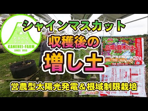 いつエンドウ豆を植えるのですか？生産を最適化し、収穫を成功させるにはどうすればよいでしょうか?  庭園