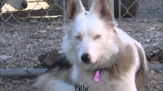 Lilly - Aussie available January 2014 at Bangtail Dog Rescue