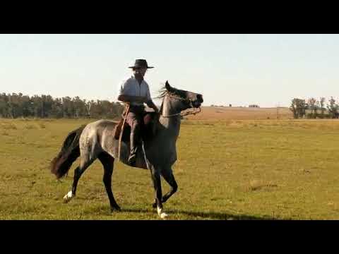 Lote SUERTUDA RETOBADA