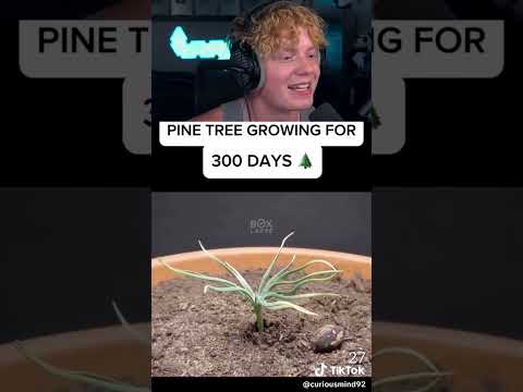 Pine Tree Growing For 300 Days! 😲