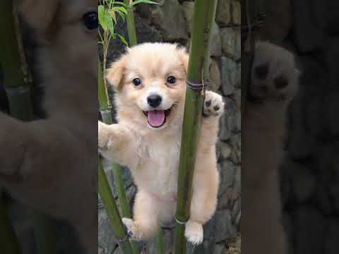 [Animals Gallery] Come check out how cute Gaejuk-i is doing lately