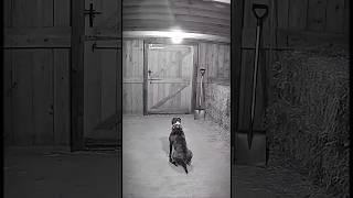 A Strange Creature Breaks Through the Gate The Dog Tried to Stop it on CCTV #fyp #scary #dog #viral