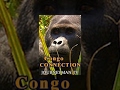 Congo Connection 