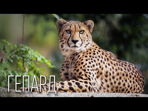 Планета Земля and Zoo