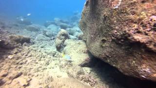 preview picture of video '1st Koloa Landing Dive'