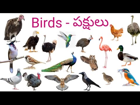 Birds names, పక్షుల పేర్లు, English to Telugu birds names, birds names in English.
