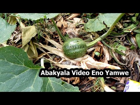 Omukyala Ali Munsonga Wegendereze Ensujju Omuwala Manya Binno Bikuyamba