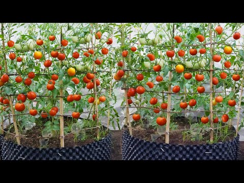 Wish I knew this method of growing tomatoes sooner Many large and succulent fruits