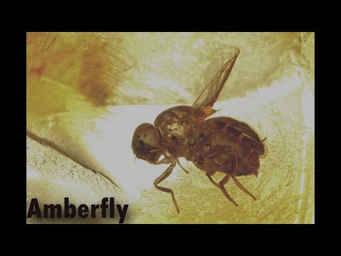 Pharos | Amberfly