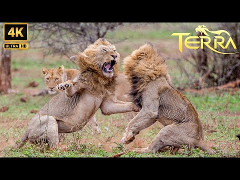 The Mystery of the Mapogo: Powerful and Bloodthirsty Rulers | Wild Animals