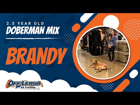 Brandy Doberman Mix | Best Doberman Dog Trainers | Northern Virginia Dog Trainers