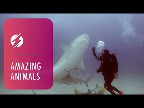 ダイバーがサメに催眠をかける信じられない瞬間