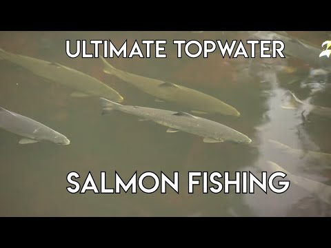 Newfoundland Dry Fly Salmon