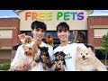 WE OPENED A FREE PET STORE