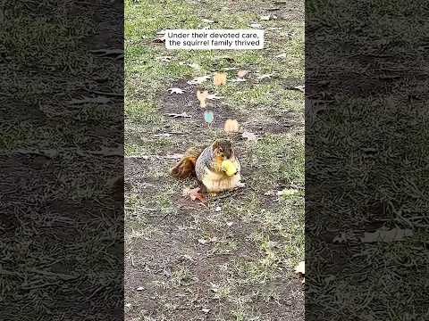 The squirrel asks a family to help his mate