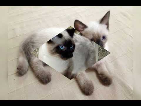 اجمل صور لقطط السيامو ⁦♥️⁩⁦♥️⁩⁦♥️⁩😻😻 رووووووووعة 😻😻😻