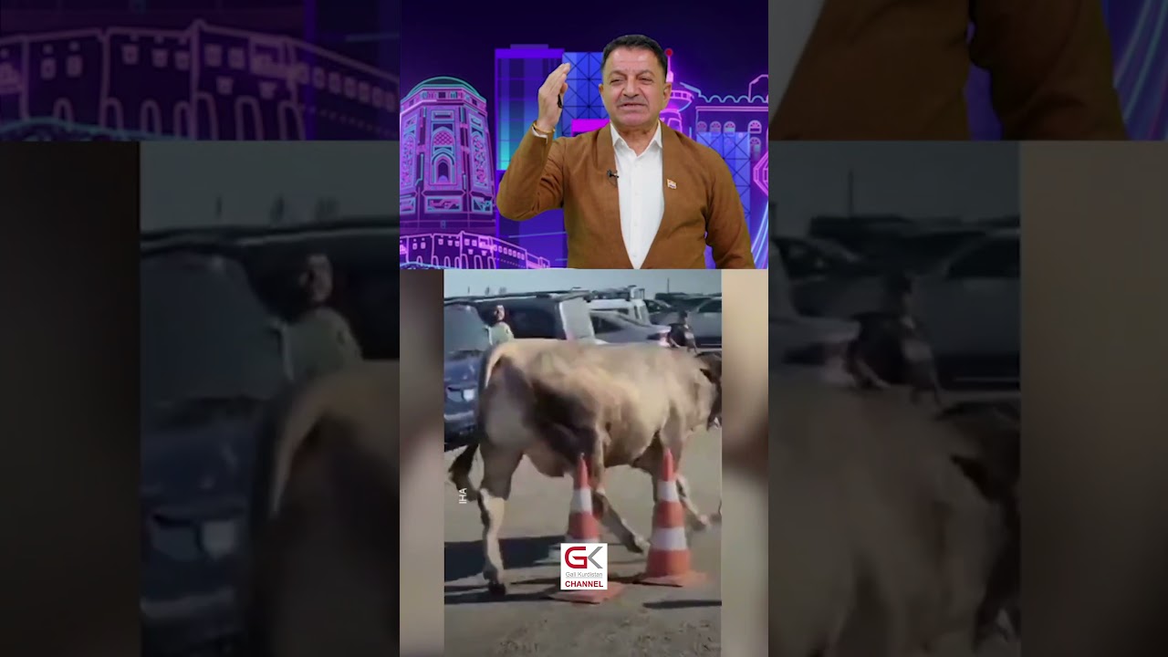 ڤیدیۆ | ئەوەی گا بە خەڵکی کرد حکومەت بە مووچە خۆری نەکردووە