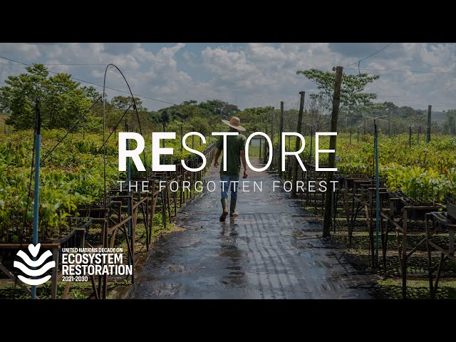 How South America is reversing 500 years of deforestation