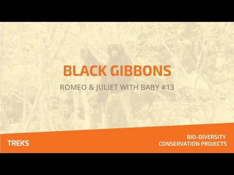 Black Gibbons - Romeo & Juliet with Baby #13