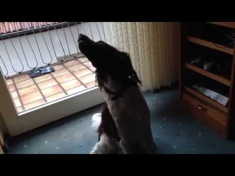 Jagdhund gegen Jagdhorn - Aufbruch zur Jagd