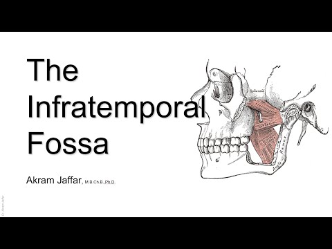 The Infratemporal Fossa