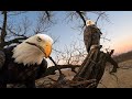Kansas Bald Eagles 2 CUTE EAGLETS -- Wichita and Cheyenne