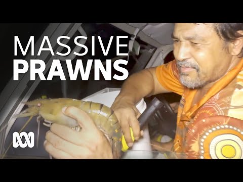 Outback fishing for the world's largest freshwater prawn 🍤 | ABC Australia