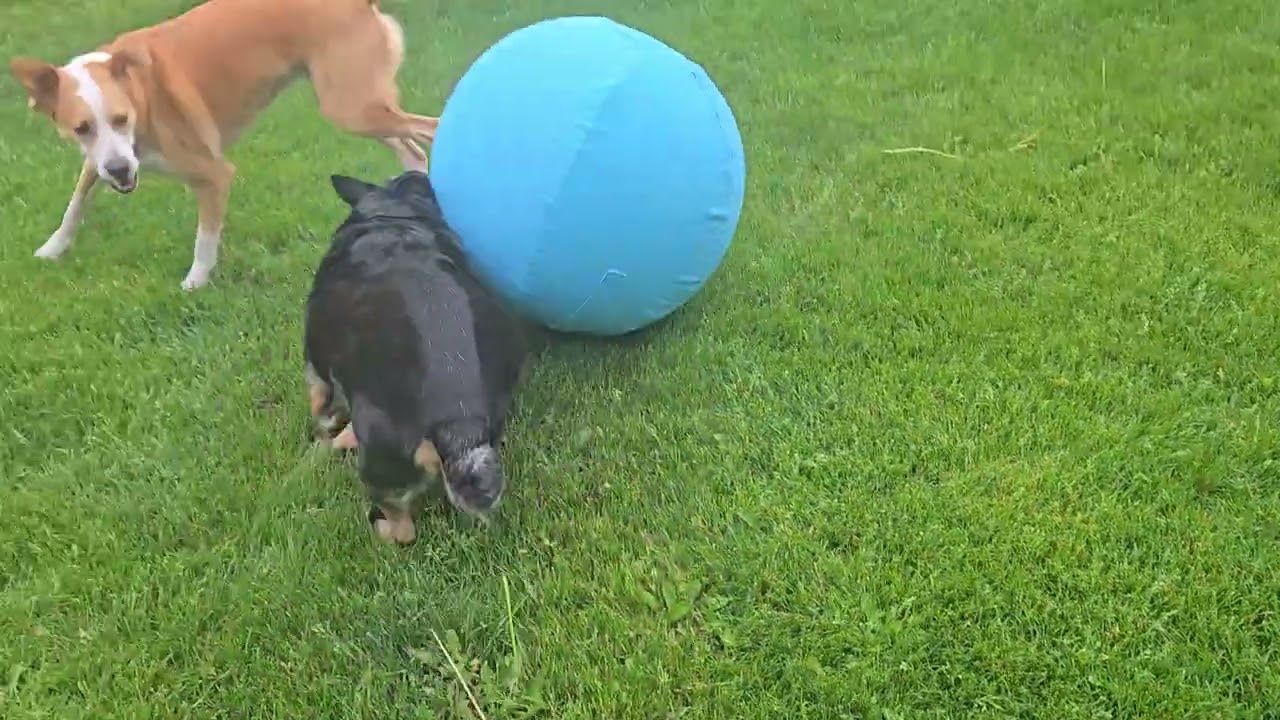 Enlarge Dante, a ADOPTABLE mixed breed in Warrenville, IL video 4/5