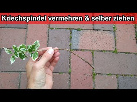 Kriechspindelstrauch durch Stecklinge vermehren / Kriechspindel aus Ableger selber ziehen Anleitung