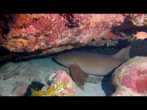 Nurse shark (having none of it) (SCUBA Diving Bloody Bay, Negril, Jamaica, January 2020)