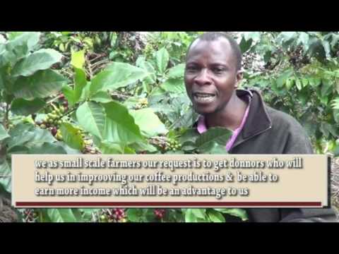 Improve Coffee Production in Embu