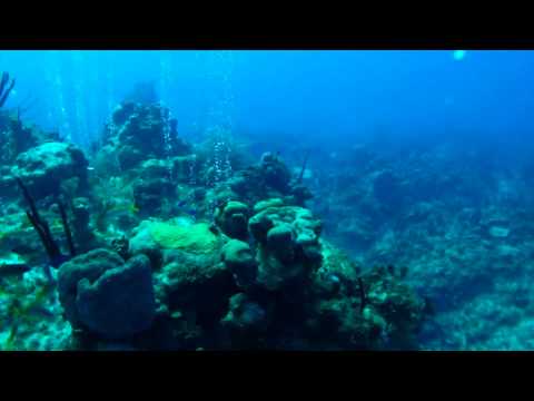 Royal Palm Ledge Cayman Island